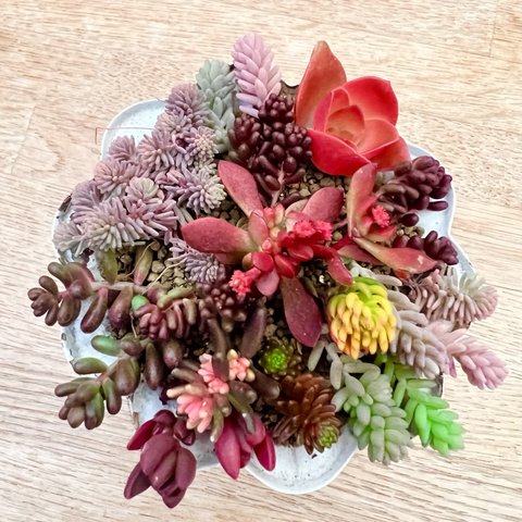 紅葉タイプ品種♡B＊多肉植物＊カット苗