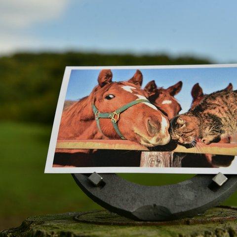 馬のポストカード 『ハイチーズ』