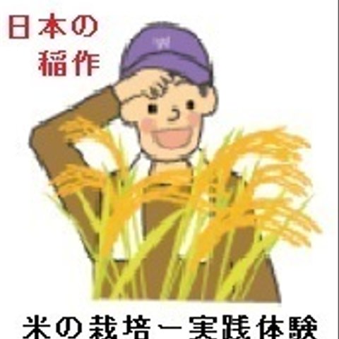 日本の稲作（米作り）お家で自家栽培を体験