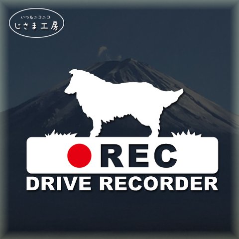 シェットランドシープドッグの白色シルエットステッカー‼後方注意‼『DRIVE　RECORDER』