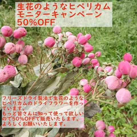 【モニターキャンペーン50％off】生花のようなドライヒペリカム5本束（さくらロマンス）フリーズドライフラワー