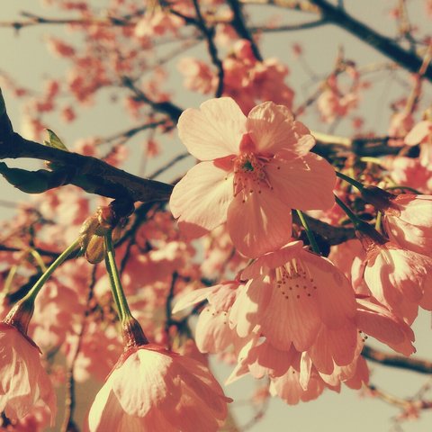 桜