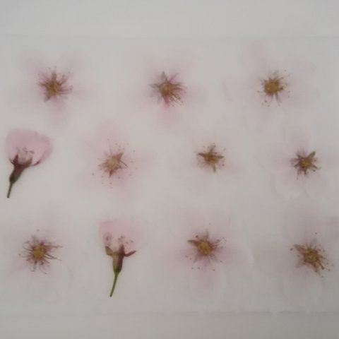 押し花素材　桜