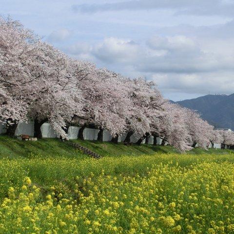 3枚セット　春の光景　桜　菜の花