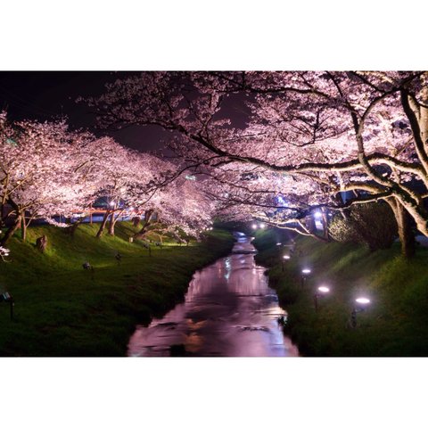 【写真のある部屋】雅桜 夜桜の美しい写真　☆ポストカードサイズ