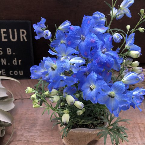 チアブルー♡デルフィニウム♡ブルーの綺麗な花