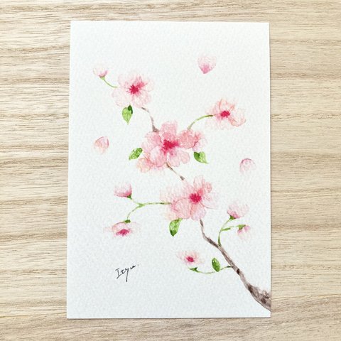 🌸透明水彩画「ふんわりさくら 」 イラストポストカード 2枚セット 春　桜　サクラ　入園入学　入学式　🌸