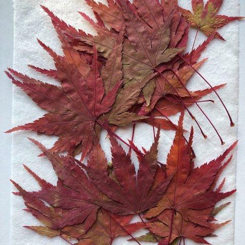 押し花　もみじの葉　紅葉　20枚　O-82