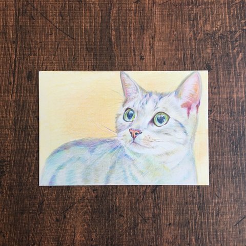 猫　ネコ【原画 ポストカードサイズ 色鉛筆画】