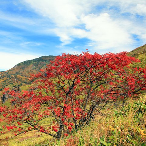 ナナカマドの秋　破風岳　毛無峠