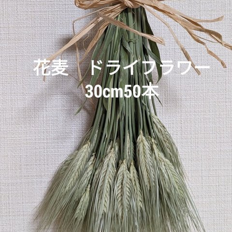 観賞用花麦　ドライフラワー　30cm50本