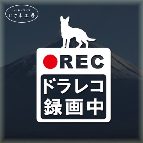 ジャーマンシェパードの白色シルエットステッカー煽り運転ドライブレコーダー録画中‼