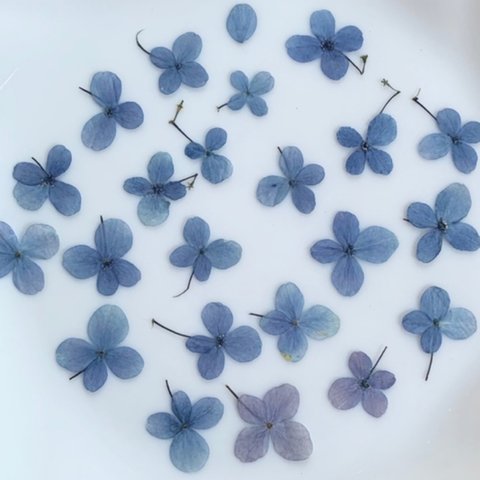 紫陽花押し花　押し花アート対応　青　フラワー　花材