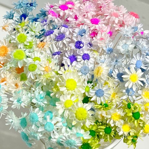 スターフラワーブロッサム　キャンディー 🍭 75本以上　加工花材