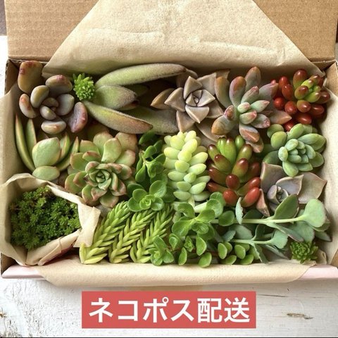 多肉植物　カット苗　セット　色どりいろいろ　詰め合わせ　寄せ植え　