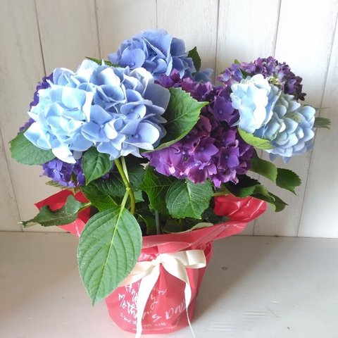 あじさい　ハイドランジア　紫陽花　2色植え　5号鉢　ブルー系　母の日