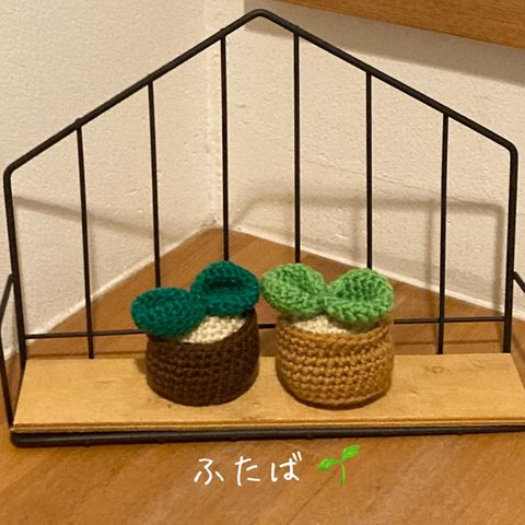 🌱  観葉植物 ふたば  🌱