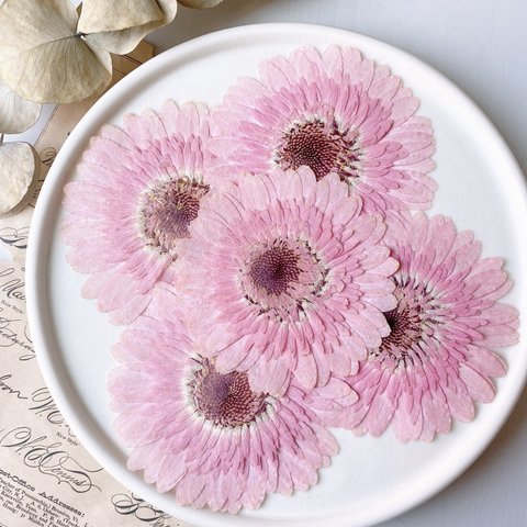 【押し花素材】ガーベラ　薄ピンク　pressed flowers