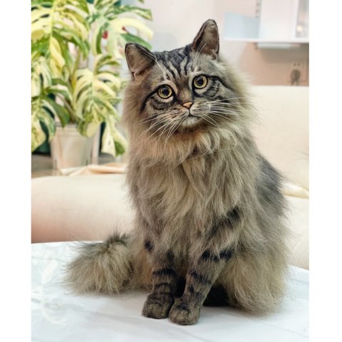 【オーダーメイドペット】羊毛フェルト、うちの子　猫ぬいぐるみ、フェルト猫、羊毛猫、肖像画、犬猫人形 プレゼントやギフトに