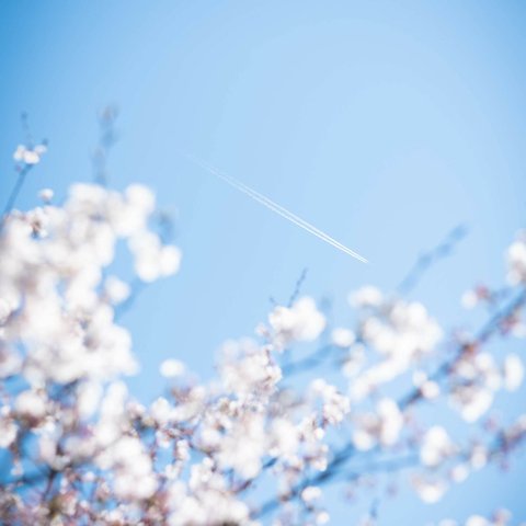 写真のある豊かな暮らし【桜飛行機】　ポストカード