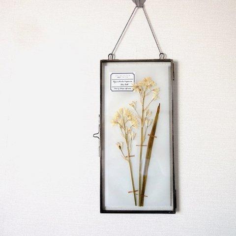 植物標本 ■ 押し花の壁掛けフレーム  縦長サイズ ■  シラー・カンパニュラータ ホワイト