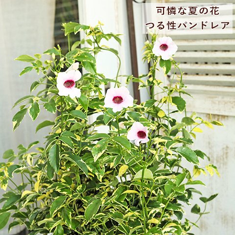 🌷鉢花 パンドレア 斑入り ４号 ピンク つる性植物 夏の花 丈夫 育てやすい 暑さに強いt