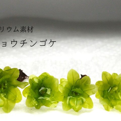 アツバチョウチンゴケ　テラリウム素材等