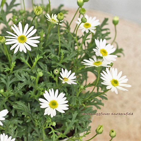 再入荷🌺花苗 ブラキカム・スープリームホワイト 3号ポット 多年草 白い花 四季咲き よく咲く 庭 花壇 鉢植え 寄せ植え