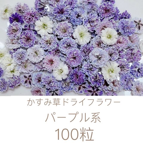 パープル系 かすみ草ドライフラワー100粒