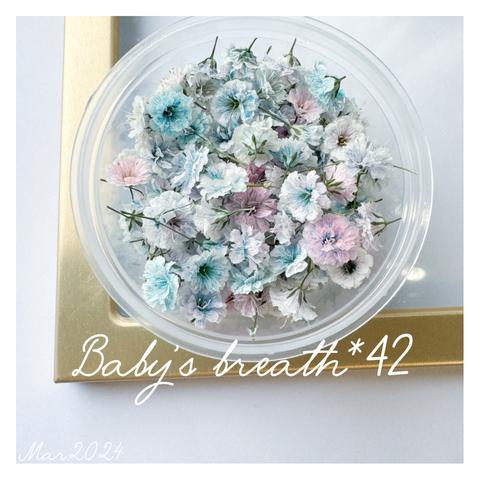 baby’s breath*42