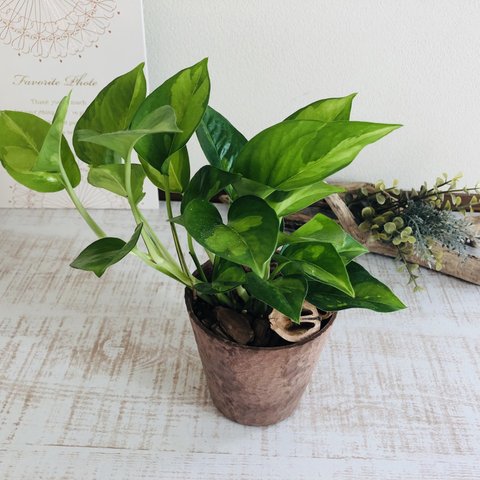 迷彩柄のお洒落なポトス『グローバルグリーン』ヒノキの香る鉢　観葉植物　インテリア