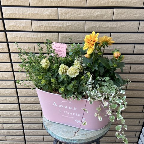 ナチュラルな寄せ植え☆