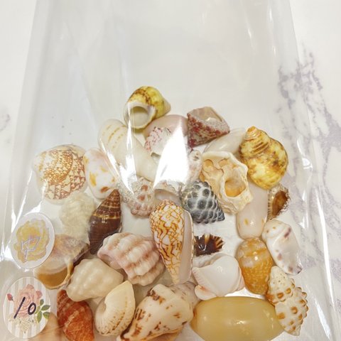 天然貝殻　シェル　アソート　素材　中-10  30g  沖縄　海