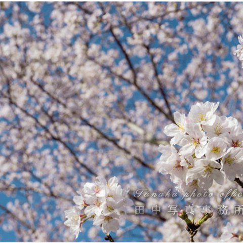 満開の桜の花 LP0563