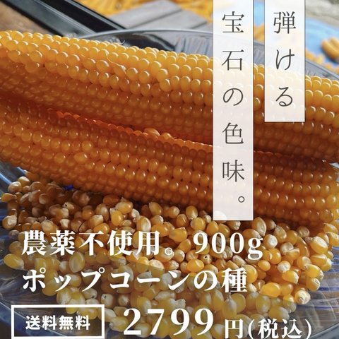 長野県産　ポップコーンの種 900g とうもろこし　イエローポップ　おやつ　子供　爆裂種　安心　安全　国産　バラし売り