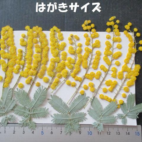 押し花　素材　花いろいろ(ミモザ)(１３枚)　８５６