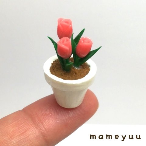 ミニチュア鉢植えお花　①