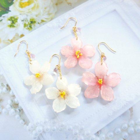 【本物】桜の雫ピアス or イヤリング◆レジン