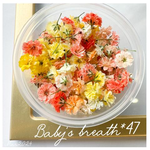 baby’s breath*47