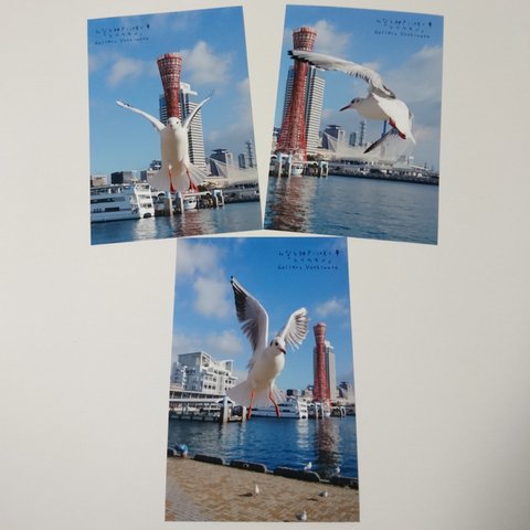 ポストカード３枚セット  みなと神戸に咲く華「ユリカモメ」 神戸風景写真  港町神戸  送料無料