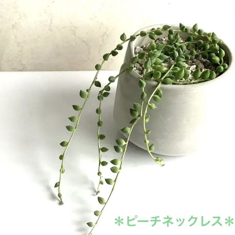 多肉植物🪴ピーチネックレス・カット苗