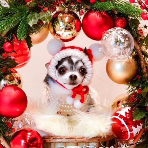 犬 SSサイズ サンタクロース 帽子 ♡ クリスマス 猫 ペット犬かぶりもの 被り物 ぽんぽん ニット 帽子 犬帽子 サンタ ニット帽 サンタ帽