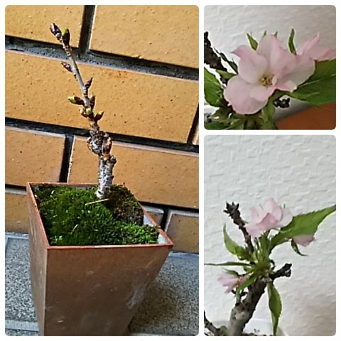 ＊今だけ送料無料＊もうすぐ咲きます♪お部屋でお花見！ 一才桜 旭山桜 3.5号サイズ 1株 現品 山苔使用