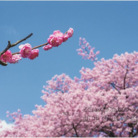 河津桜をバックに紅梅の花 LP0527