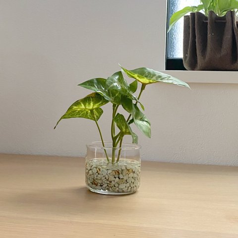 【再販】■本物そっくり枯れない観葉植物■ミニ　フェイクグリーン　葉　ショップインテリア　ディスプレイ　カフェ　追加オーダーOK