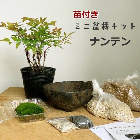 届いてすぐに作れる 苗付き盆栽キット 【南天 （くらま鉢）】 