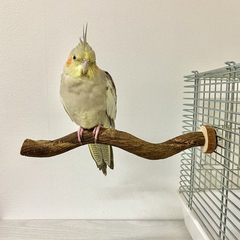 【展示用】インコ　鳥 とまり木  自然木（ツタ）のうねうねパーチ 直径2cm／長さ23cm 