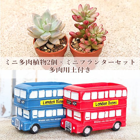 🌵多肉植物2個×ロンドンバスポットセット 培養土付き 鉢 雑貨 寄せ植え かわいい ミニ おしゃれ ガーデン