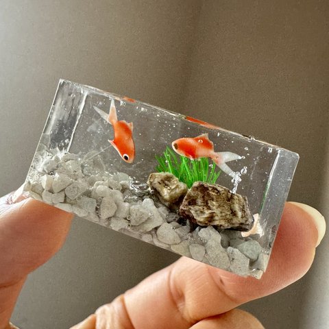 【4/20 21時〜販売】水槽金魚〜ミニ(お写真のものをお届けします)