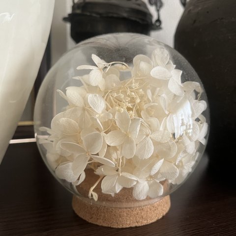 ＜再販＞紫陽花 White ガラスドーム